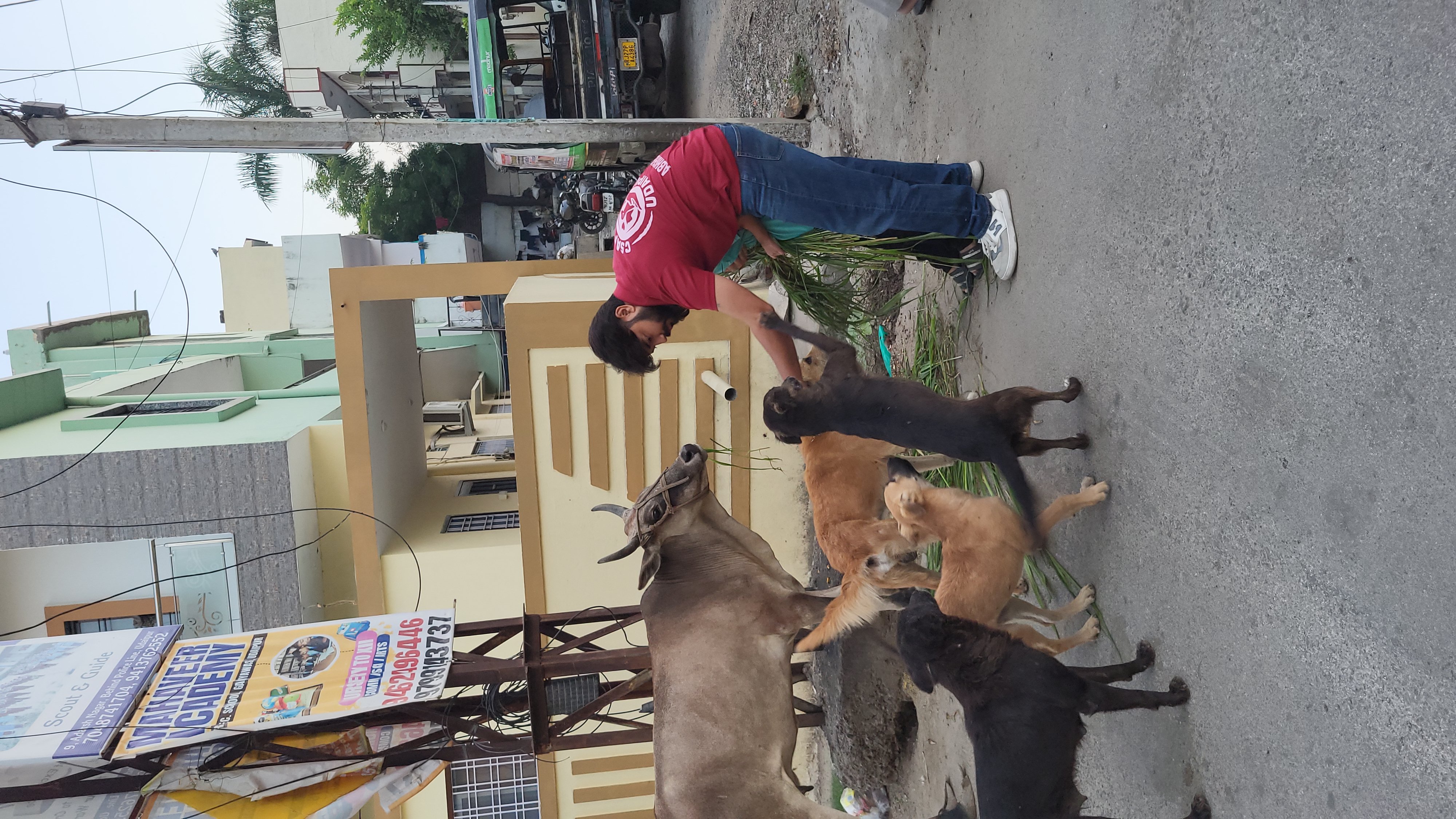 पशु सहायता