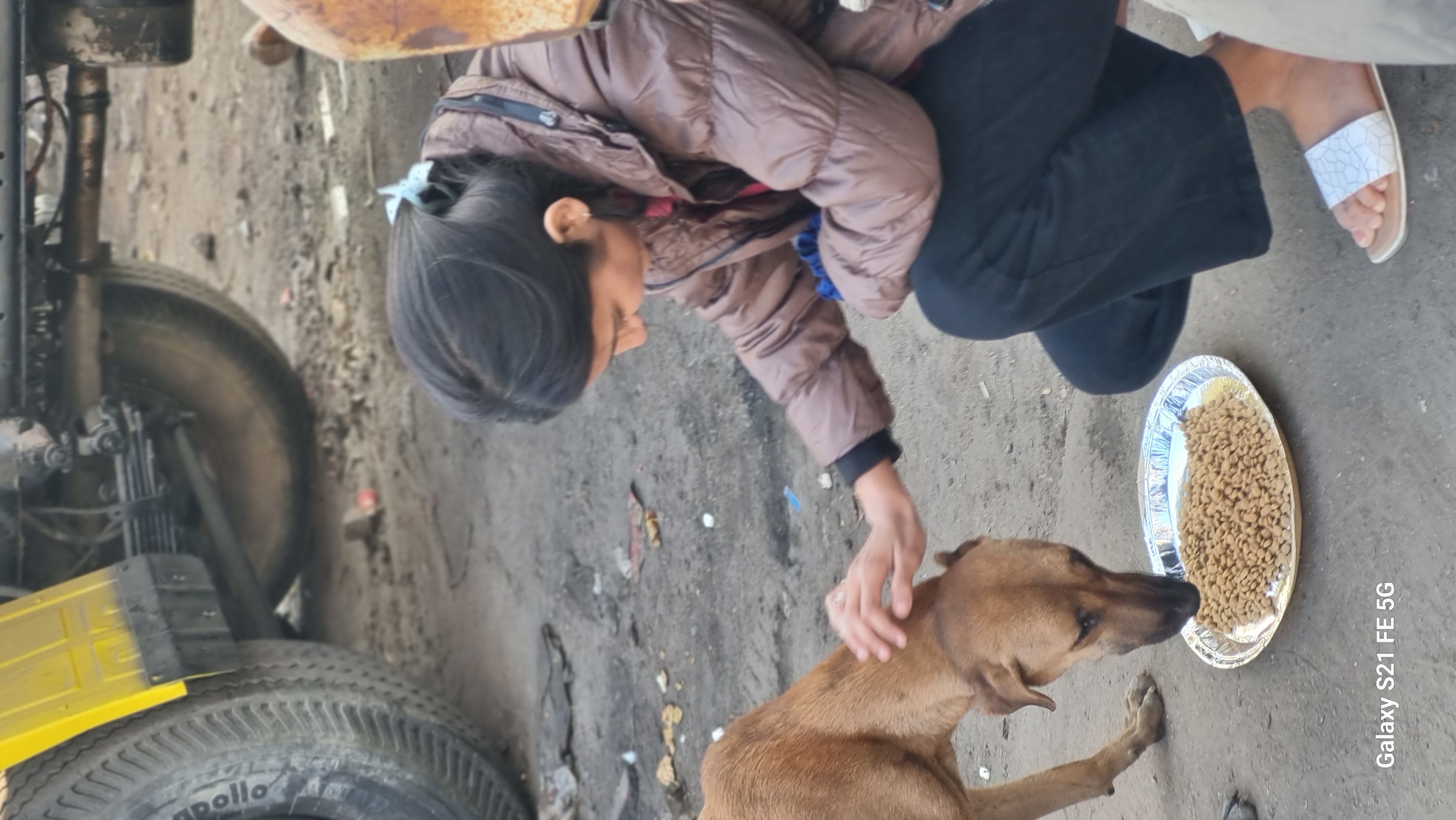 पशु सहायता