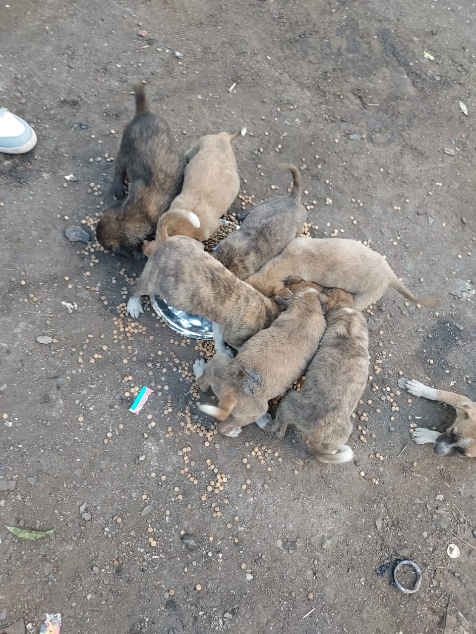 पशु सहायता